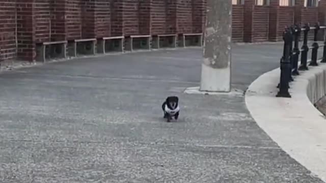 Little short legged dog