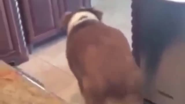 The dog seems to have that serious illness