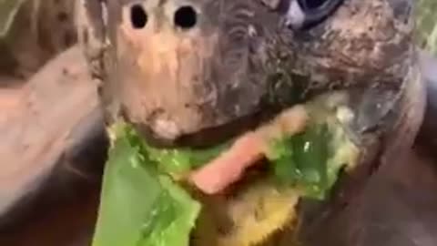 Funny animals