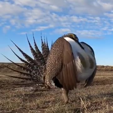 The Most Colorful Birds in 4K - Beautiful Birds Sound 10 Most Beautiful Birds on Planet Earth 2