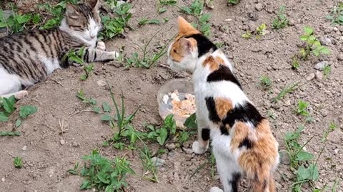 Although they look friendly, female cats do not get along with each other. These cats are so cute.