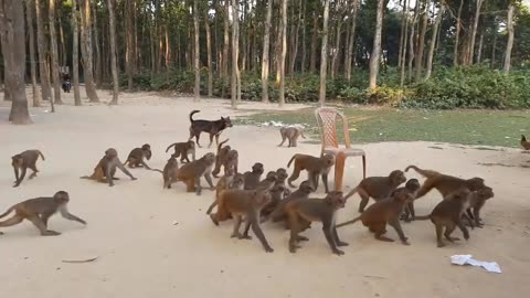 Monkey party