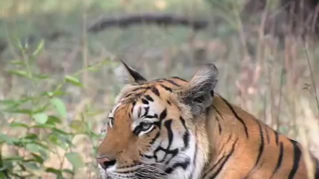 Khursapar Pench Female Tirgess