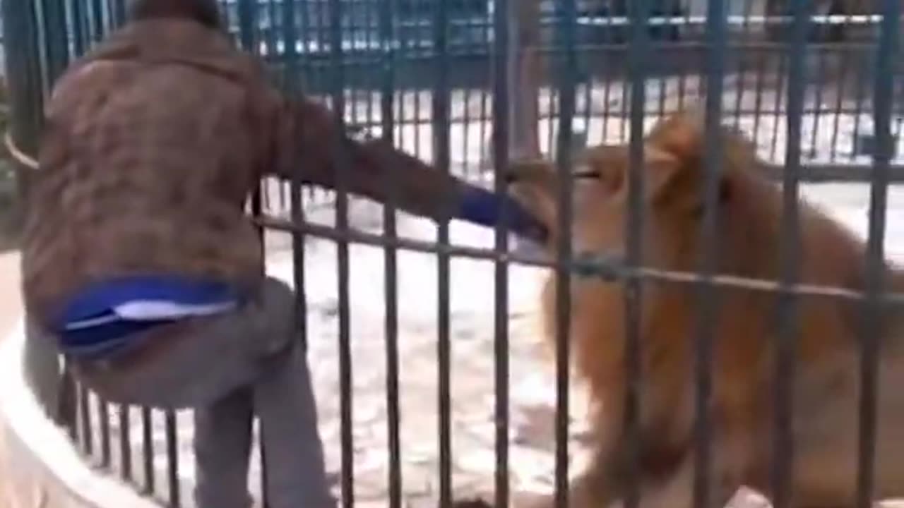 Lion Attack on man