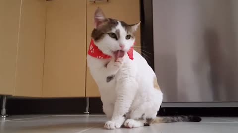 Cute kittens Cute lovely and funny kittens videos AB&AD