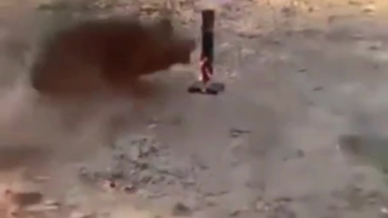 funny animal videos 2023 😂