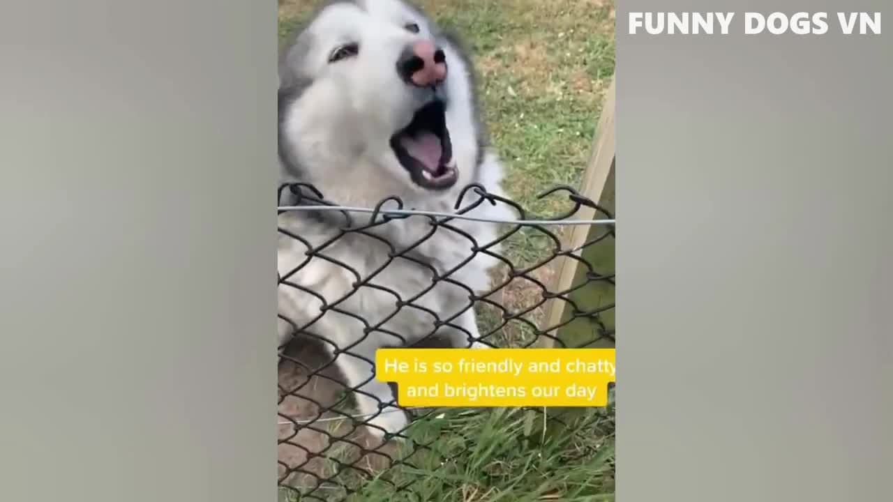 Funniest Animals Video - Funny Dogs And Cats - Try Not To Laugh Animals 2022