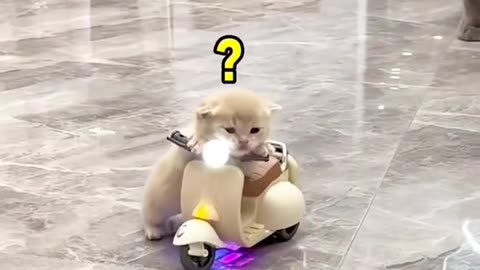 A kitten is sitting on a small motorcycle