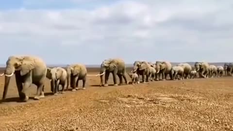 elephants