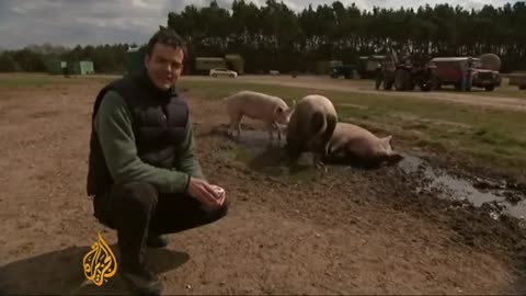 German farm to sell pigs online