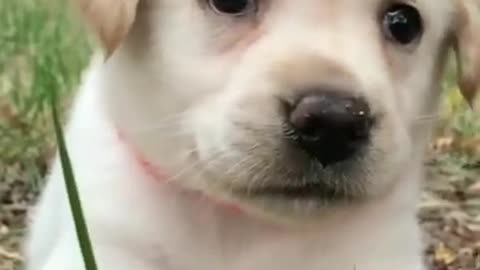 Cute dog