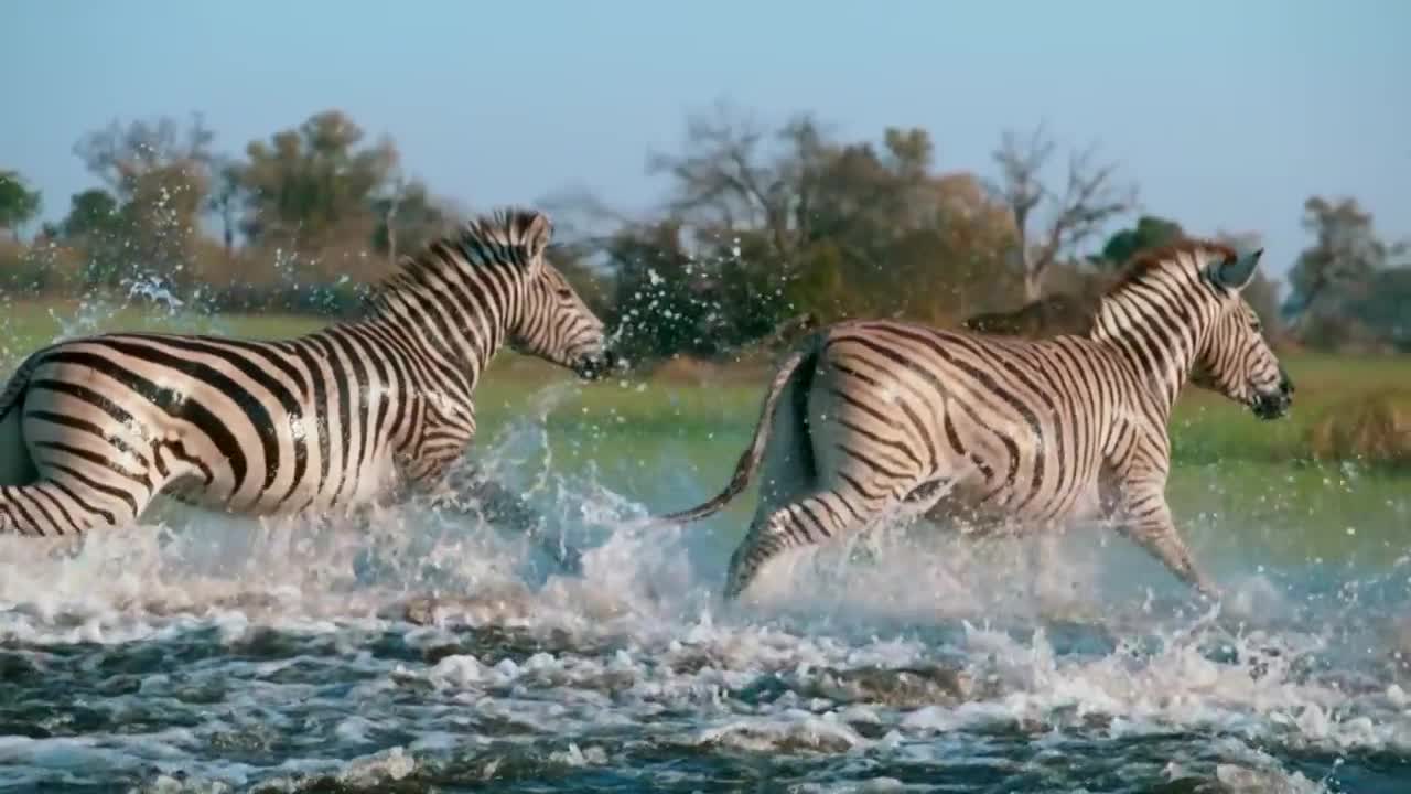 Hippo vs Lion Clan | Natural World | BBC Earth