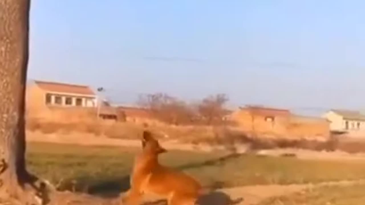 Animal funny Video