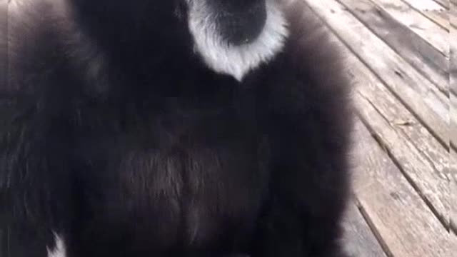 Try not to laugh challenge impossible