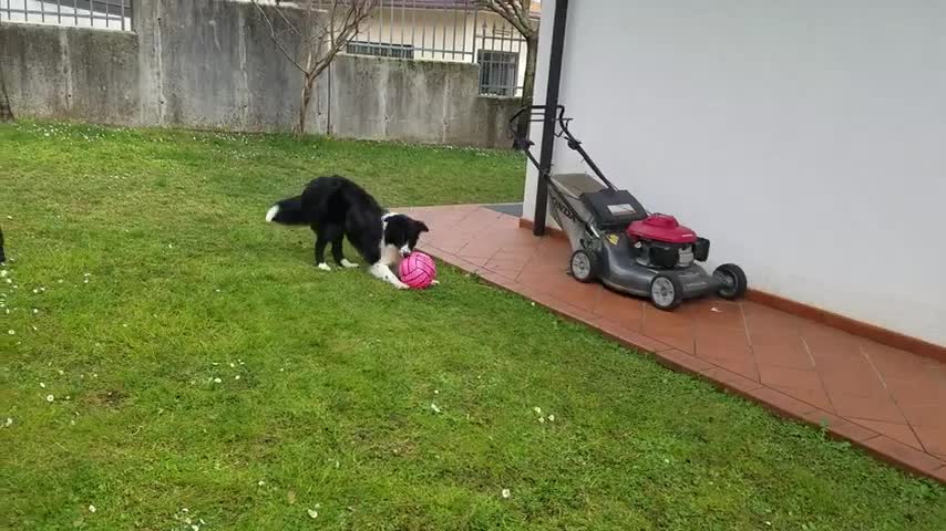 Very very happy border collie and play dog