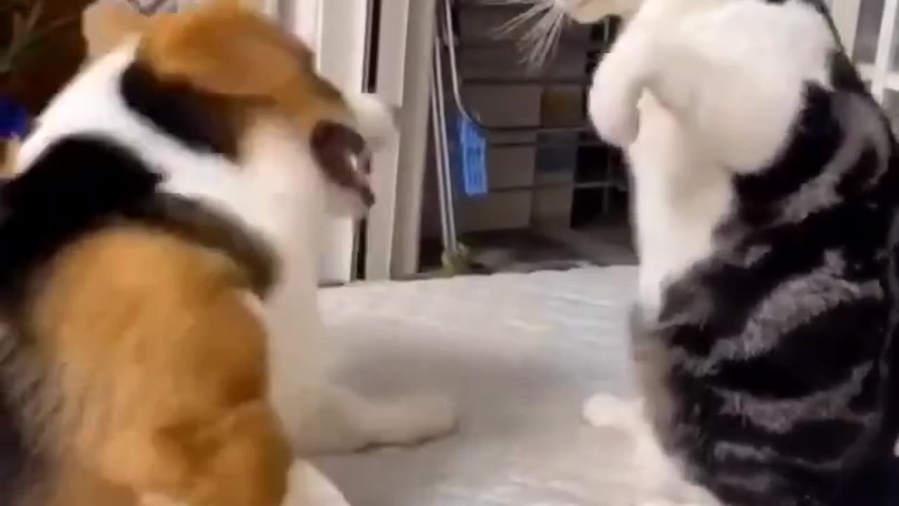 Cat & Dog Heavy Fight