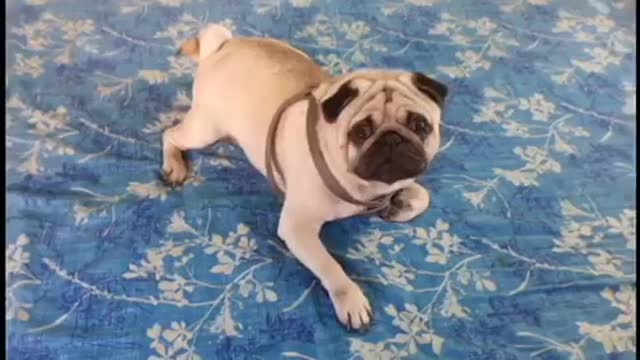 Cute & Crazy Moment of Pug Dog Funny Moment Entertenment Video