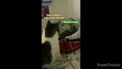 Two cute cats dog funny videos