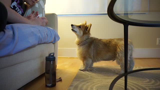 Corgi has debate with owner concerning playtime