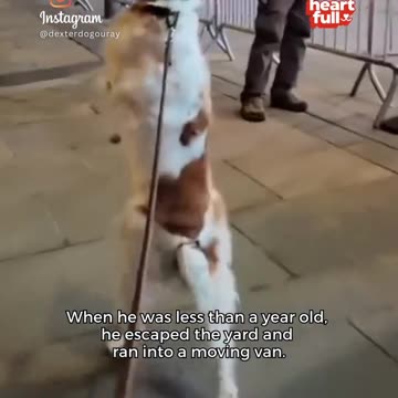 Meet the Incredible Dexter! Video By: @dexterdog_ouray