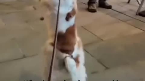 Meet the Incredible Dexter! Video By: @dexterdog_ouray