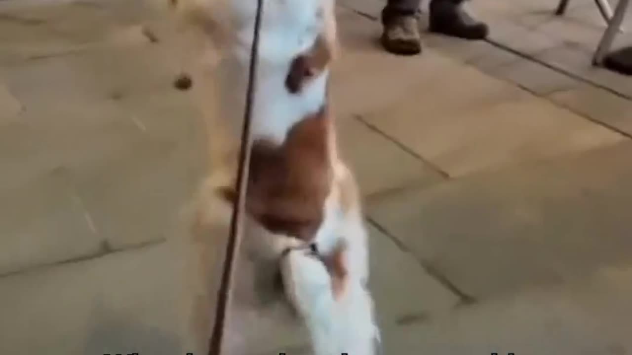 Meet the Incredible Dexter! Video By: @dexterdog_ouray