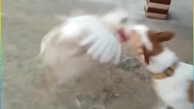 Fierce fight between chicken and dog