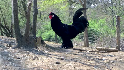 Black Rooster