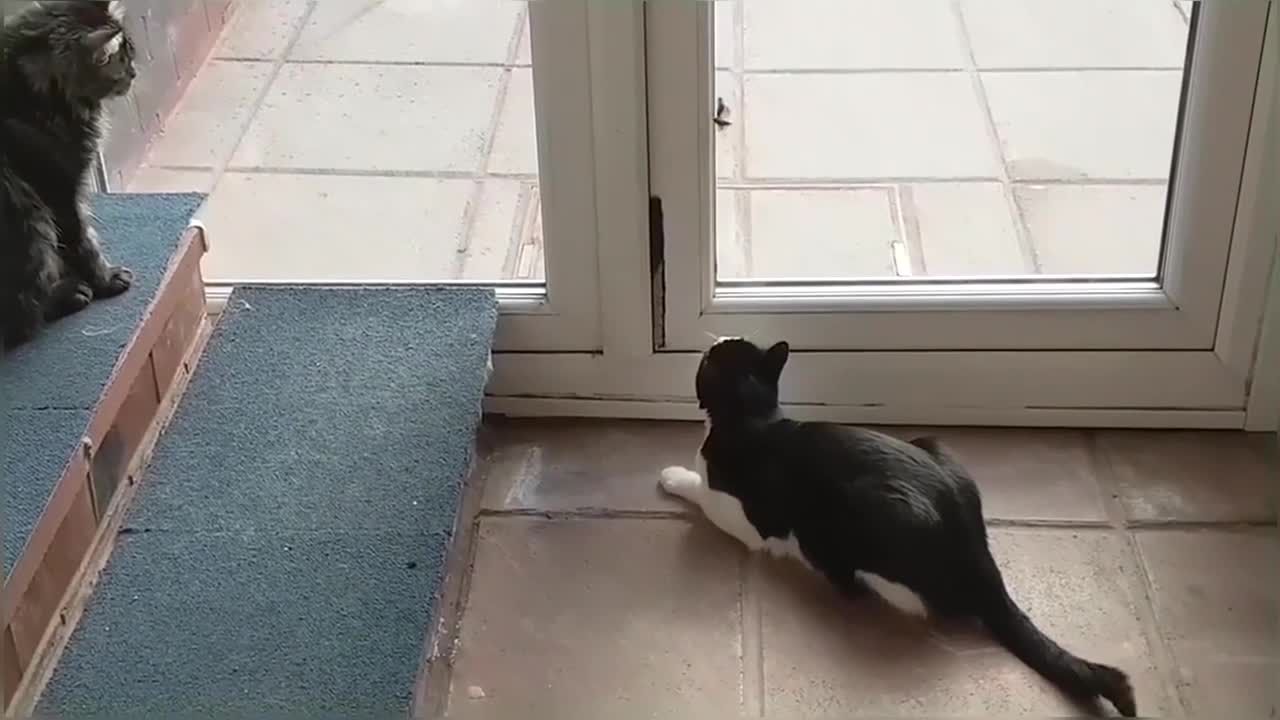 What Happens When Cats See a Moth!