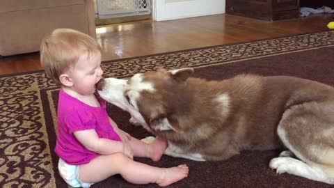 Adorable Baby Bites Dogs Nose