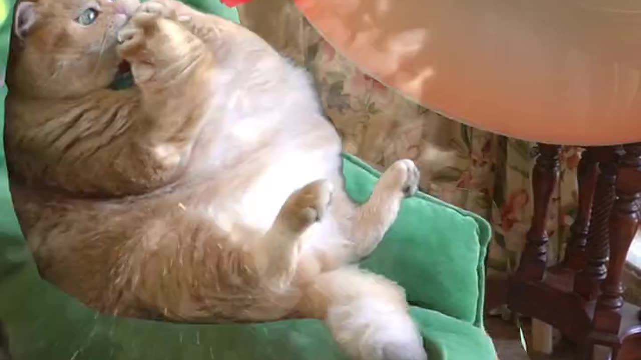 Cute cat πΊπ funny ππ€£
