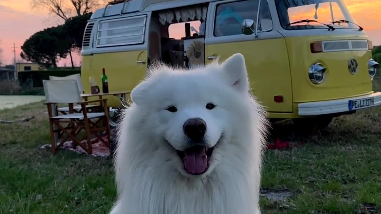 Cute doggy video