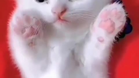 So cute cat