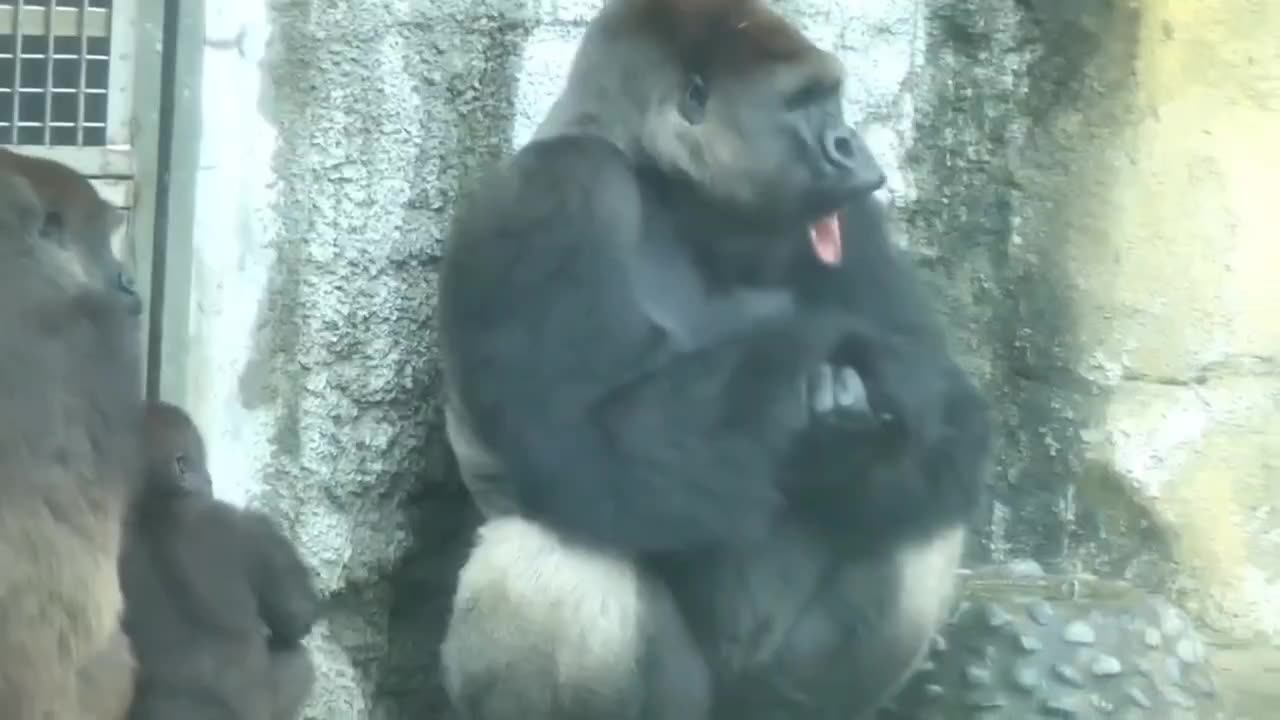 Funny Moments of Animals