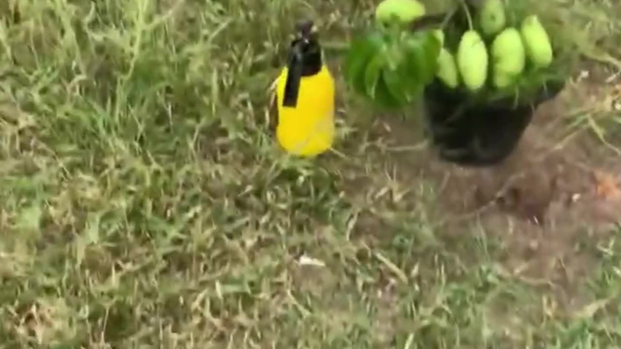 Great skills....Grating Mango tree! That get the amazing fruits😍