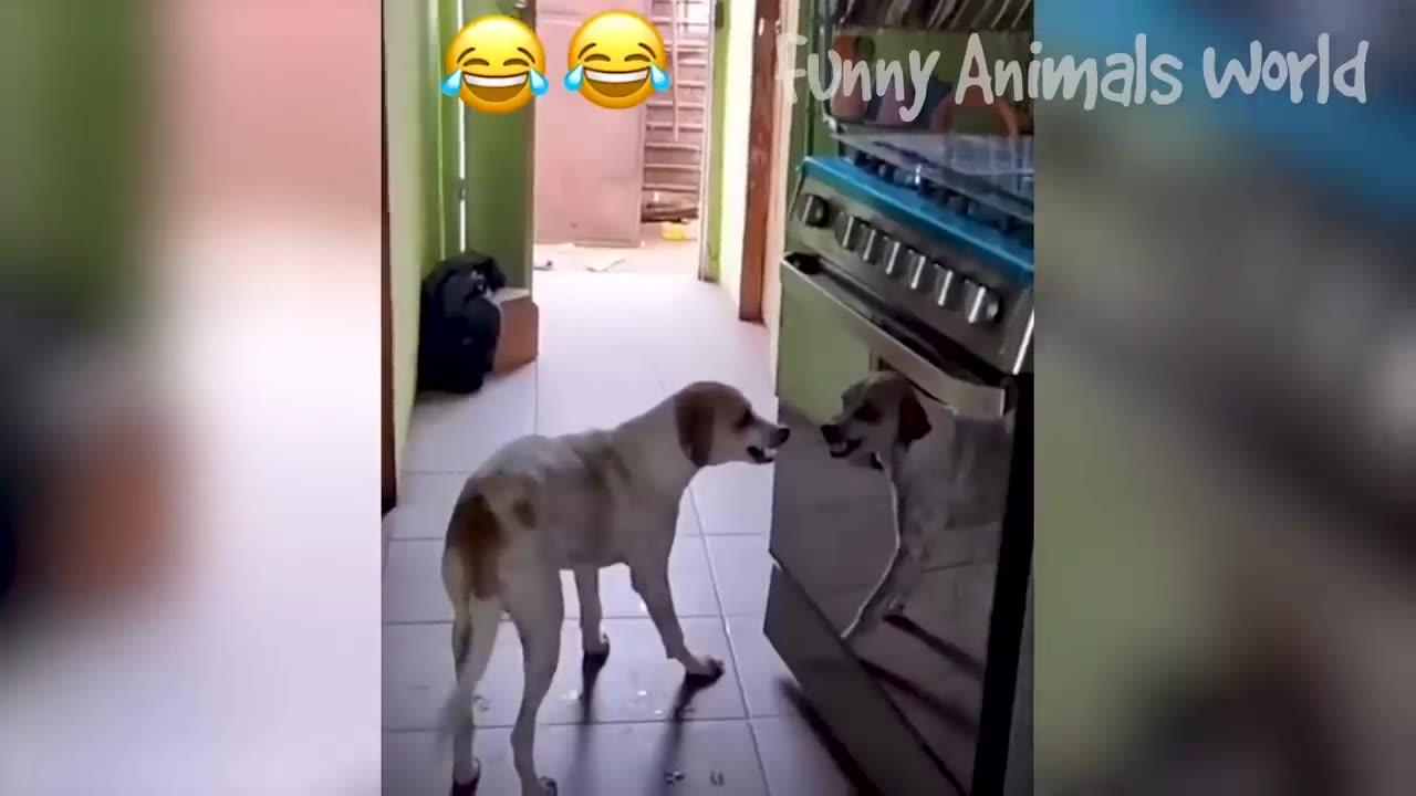 Funny Dogs And Cats Videos 2023 😅👌 - Best Animal Videos of the Month 😁