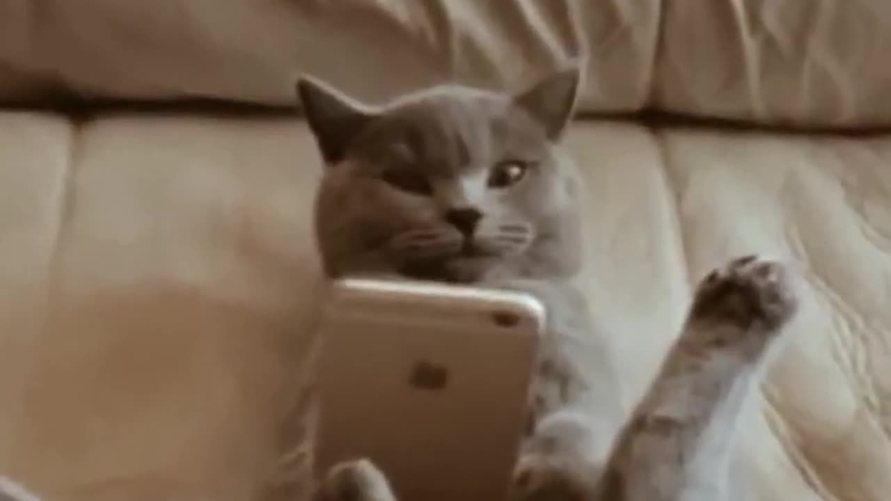 The Cat's Meow: A Collection of Funny Feline Videos