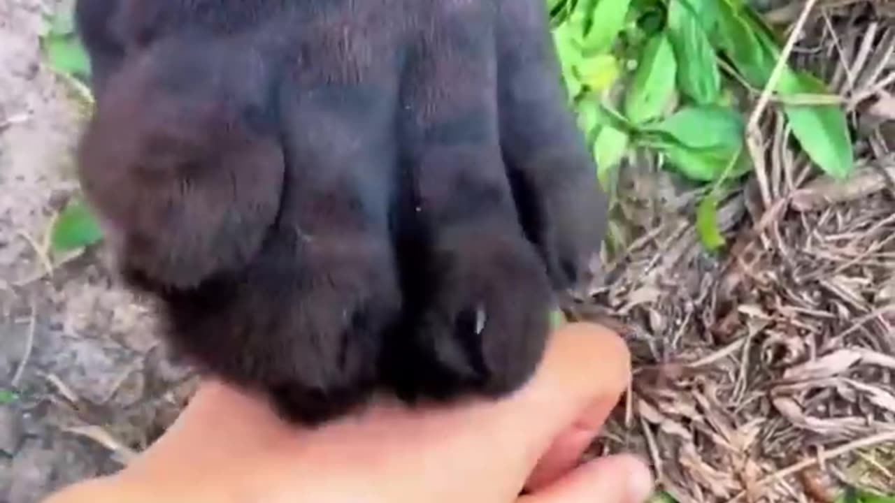 Black Jaguar Paws