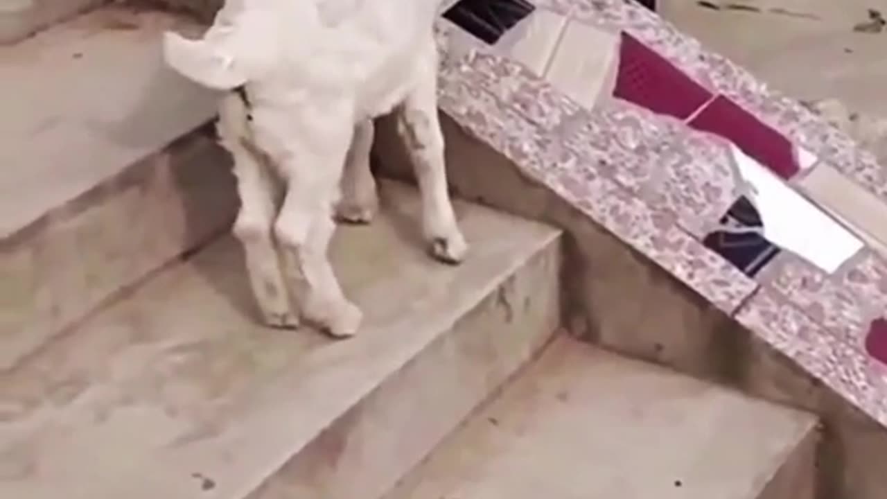 A kid of a Goat playing enjoying