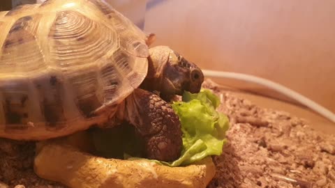 Pet turtle having lunch