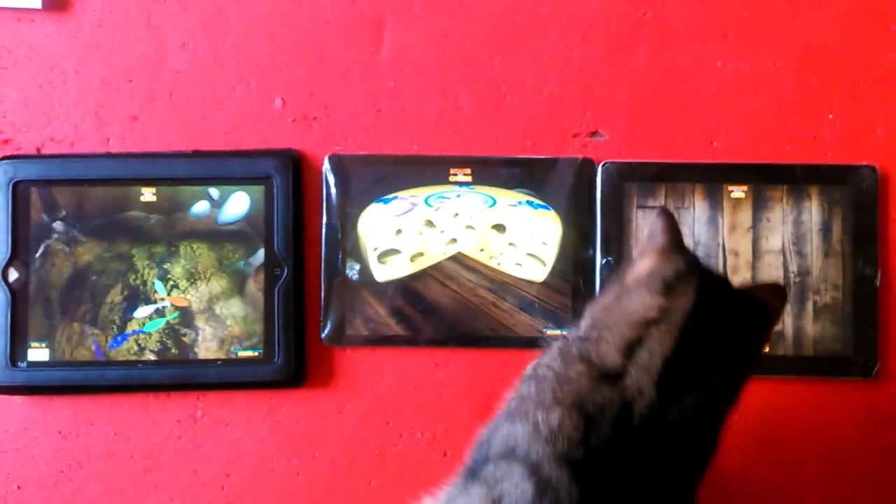 iPad triple screen with our games for cats