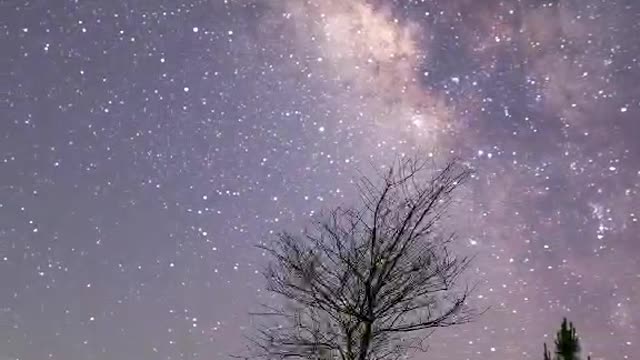 The tree under the starry sky looks so lonely