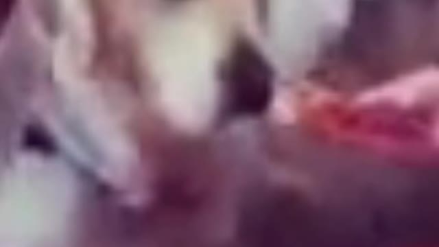 Cute Doggy and his pals table manners # shorts