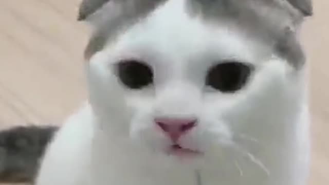 The Cute Cat Singing A Song Very Funny