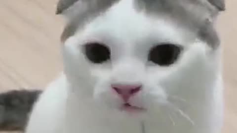 The Cute Cat Singing A Song Very Funny