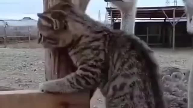 FUNNY CAT BEHAVIOR USIL SAMA ANAKNYA AYAM