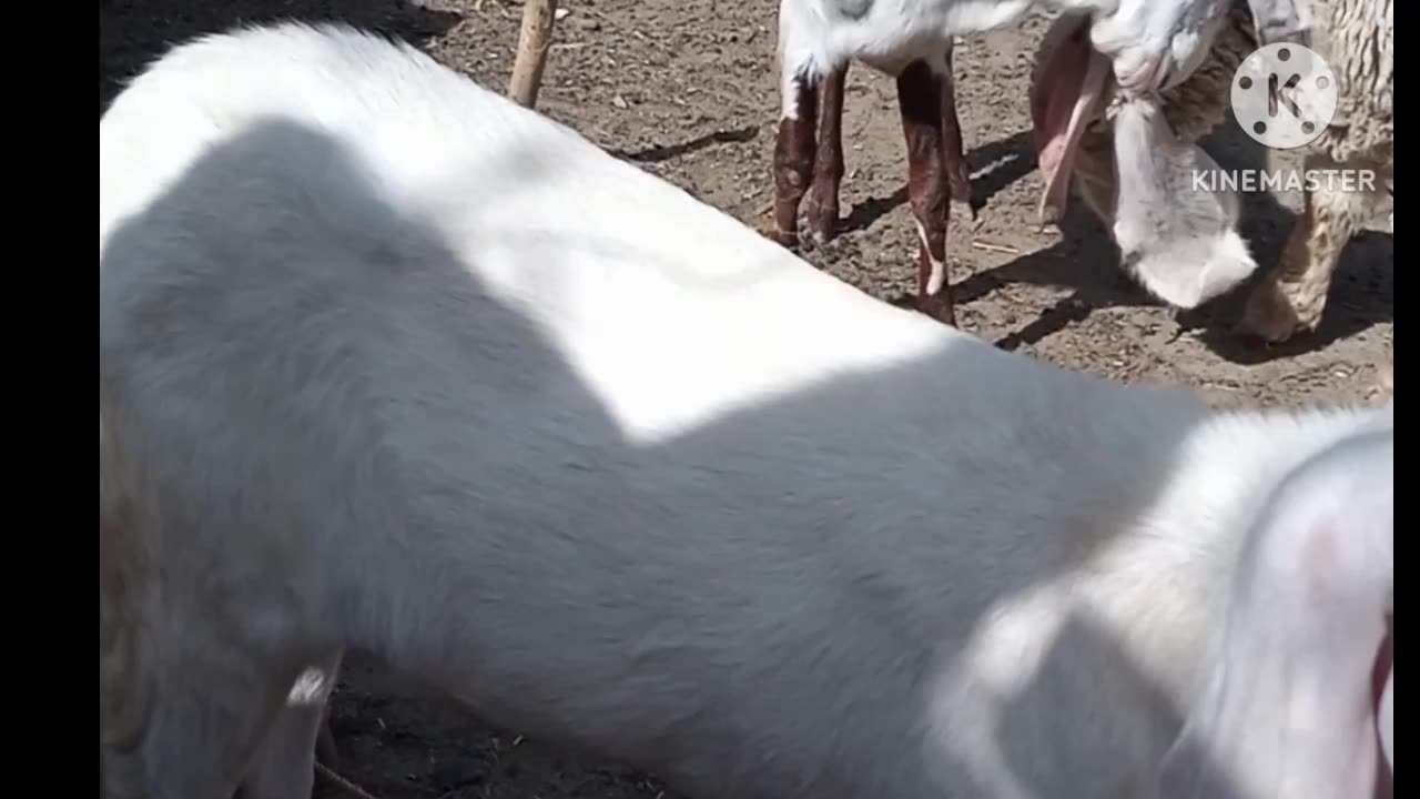 The goats of the Punjab Pakistan