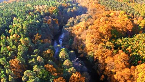 Enchanting Autumn Forests with Beautiful Piano Music