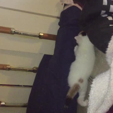 4 week old kittens first ever climb!
