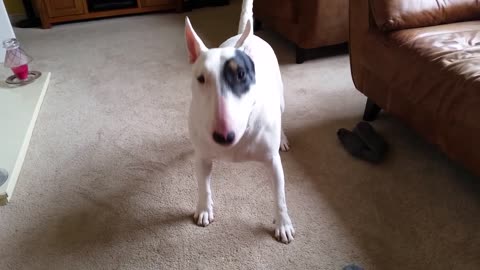 English bull terrier morning mad run